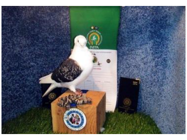 The Irish National Fancy Pigeon Association